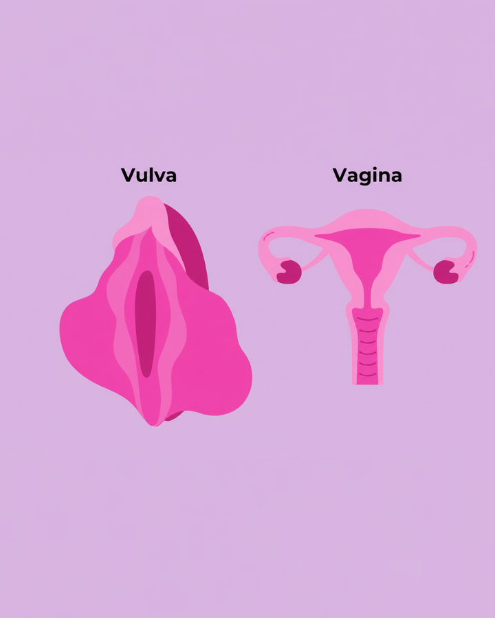 Vulva vs Vagina: The Difference Most People Get Wrong